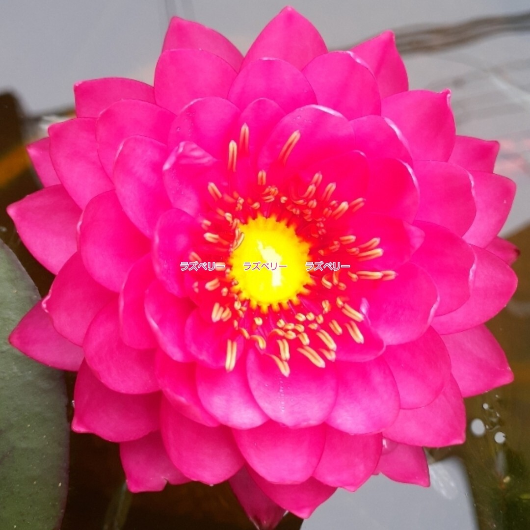 ☆ ラズベリー　耐寒性睡蓮　温帯睡蓮　スイレン　根茎　小苗　１苗　_5