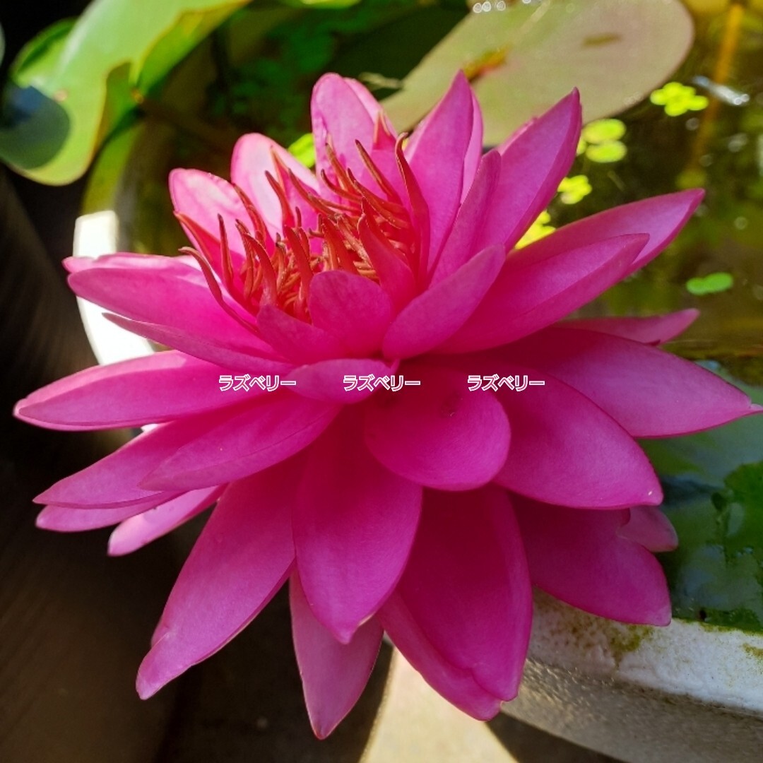 ☆ ラズベリー　耐寒性睡蓮　温帯睡蓮　スイレン　根茎　小苗　１苗　_7