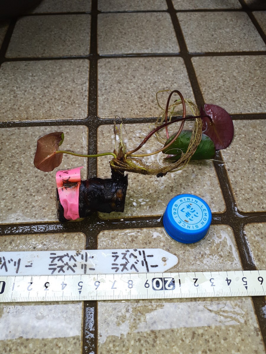 ☆ ラズベリー　耐寒性睡蓮　温帯睡蓮　スイレン　根茎　小苗　１苗　_9