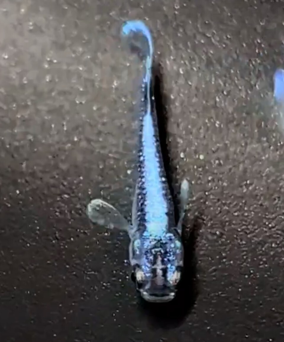 【シルク　めだか】《現物出品》幻想①　2ペア　　日本メダカばなし様直系_1