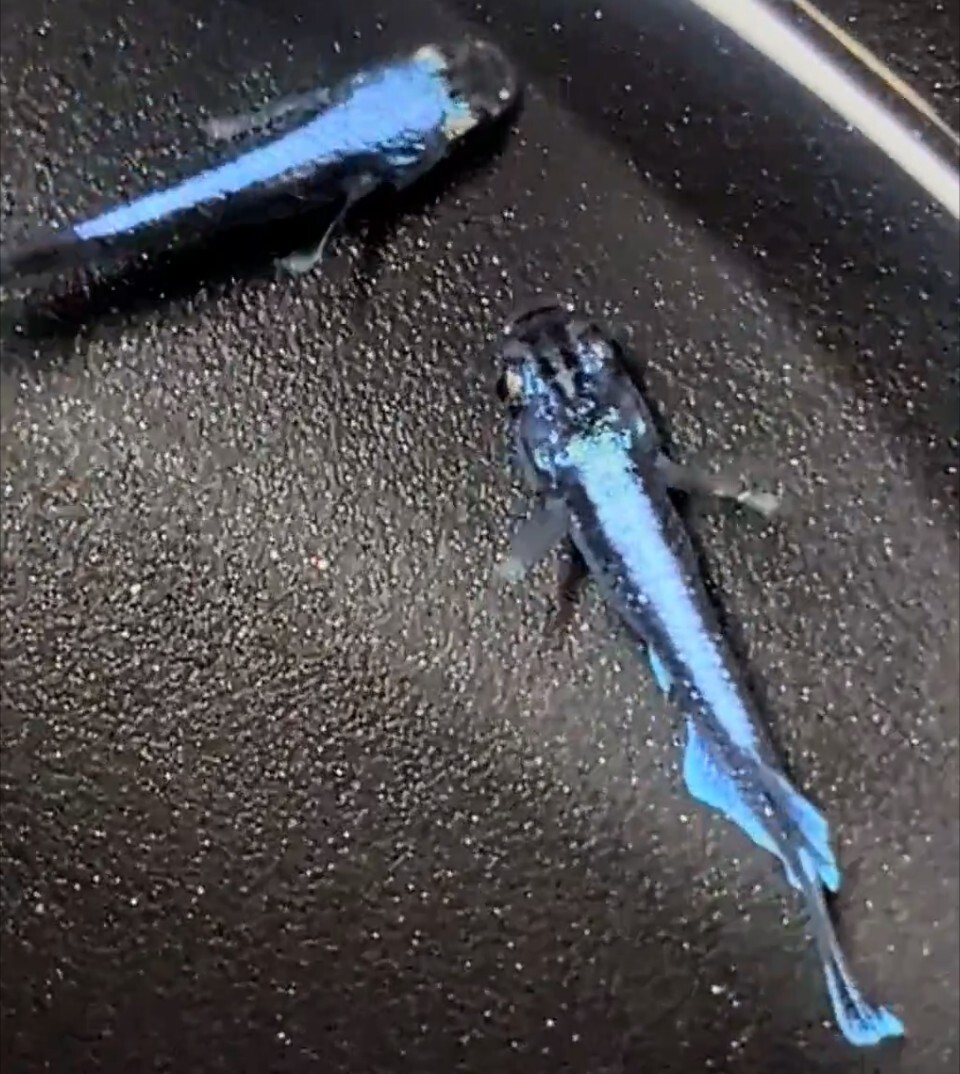 【シルク　めだか】《現物出品》幻想①　2ペア　　日本メダカばなし様直系_10