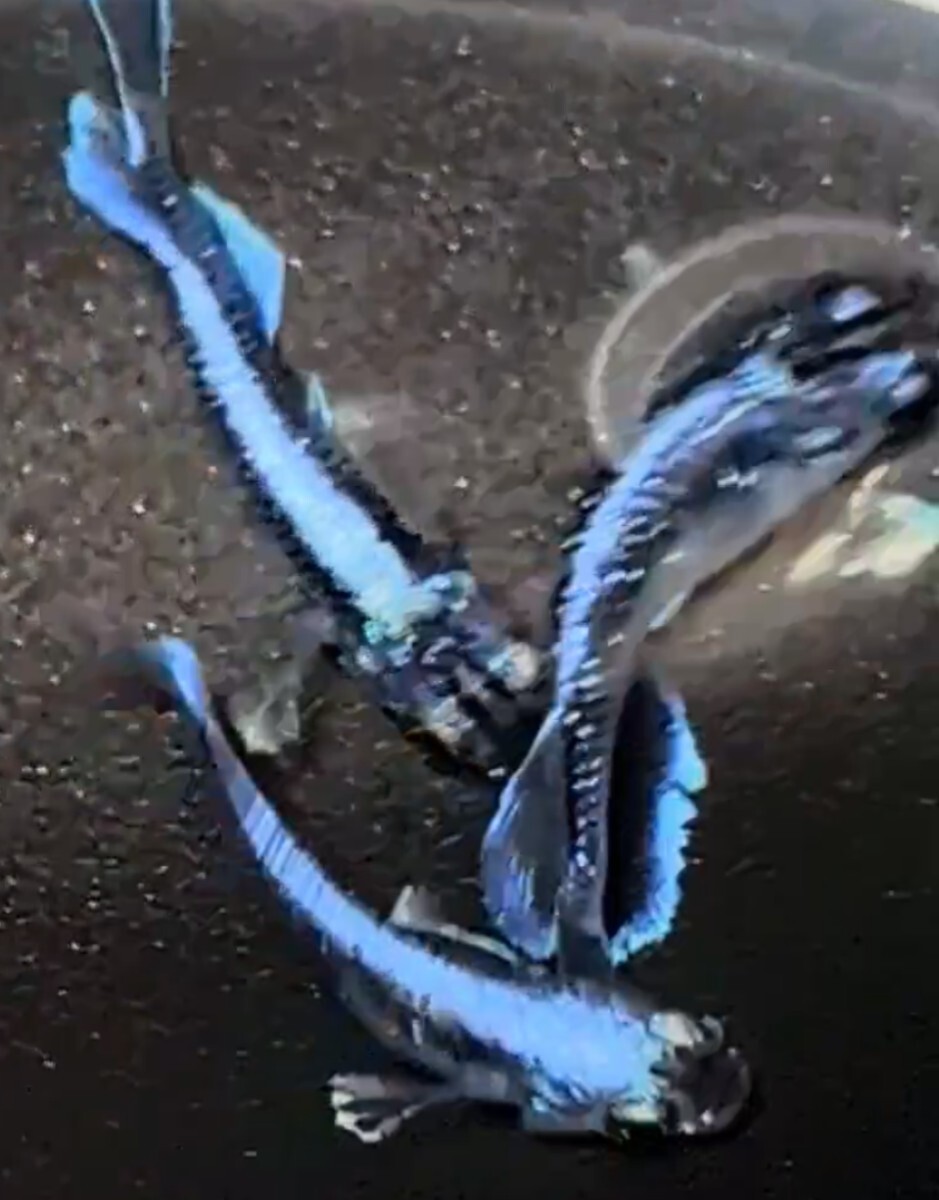 【シルク　めだか】《現物出品》幻想①　2ペア　　日本メダカばなし様直系_2