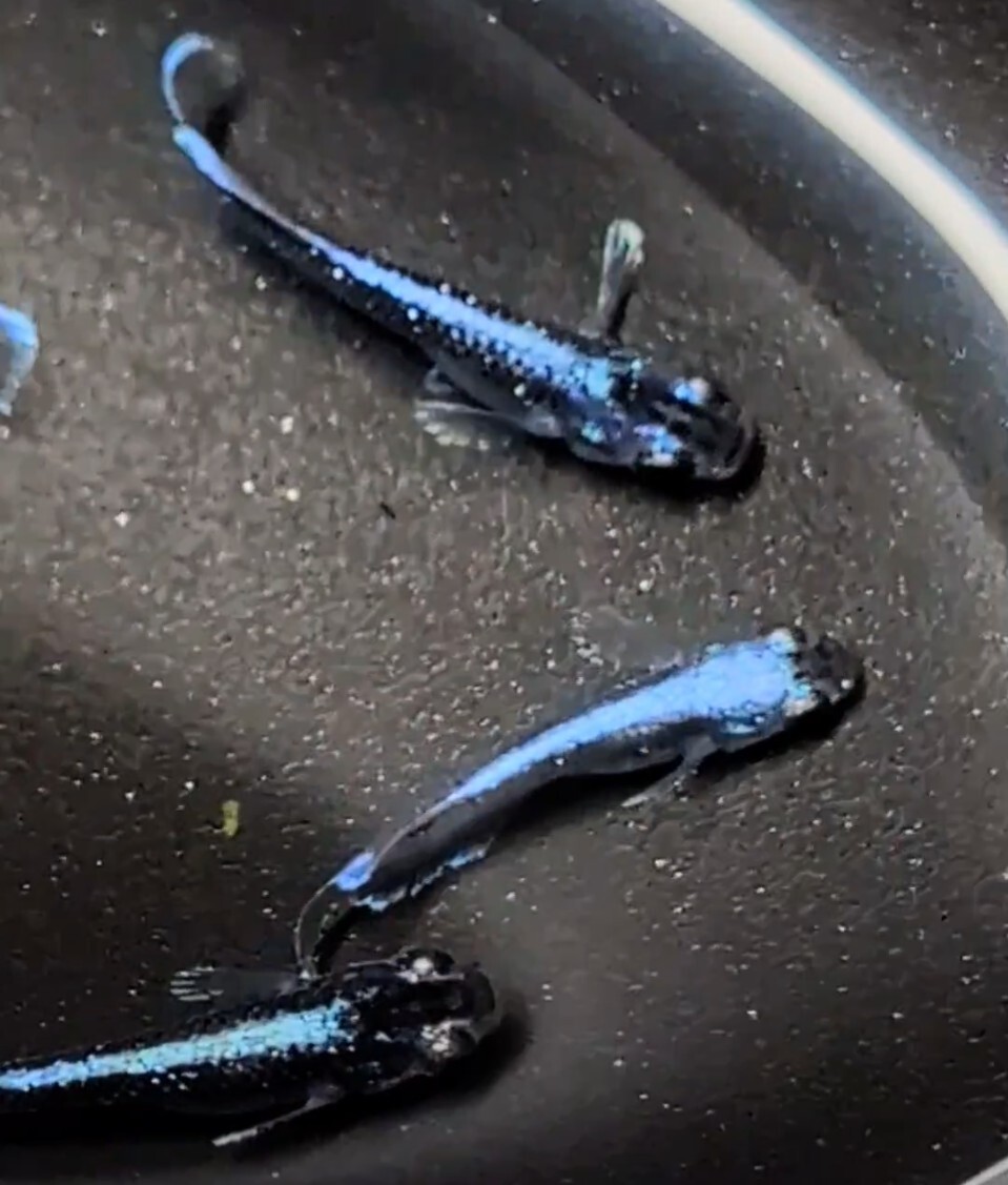 【シルク　めだか】《現物出品》幻想①　2ペア　　日本メダカばなし様直系_3