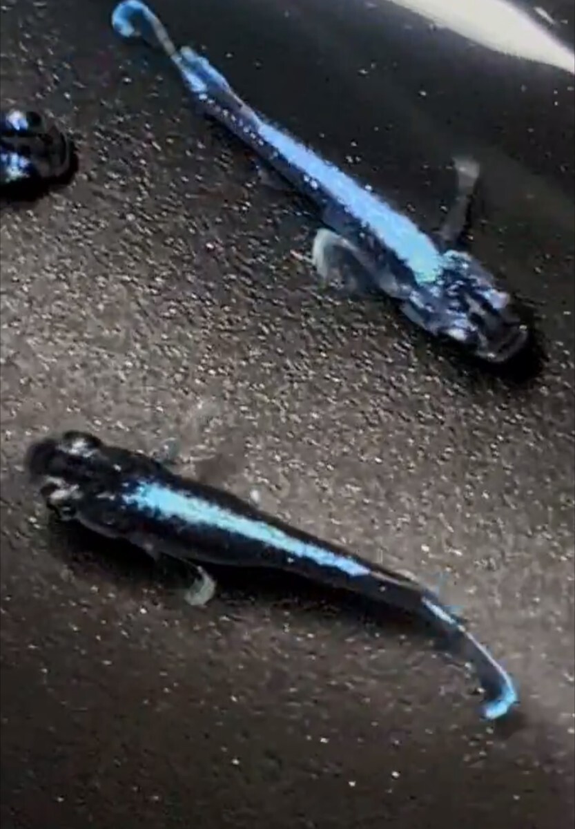 【シルク　めだか】《現物出品》幻想①　2ペア　　日本メダカばなし様直系_4