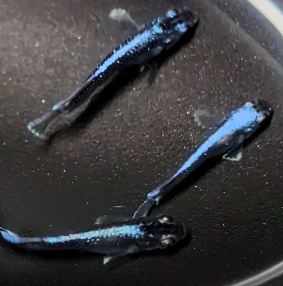 【シルク　めだか】《現物出品》幻想①　2ペア　　日本メダカばなし様直系_5