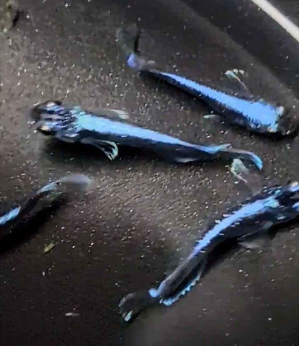 【シルク　めだか】《現物出品》幻想①　2ペア　　日本メダカばなし様直系_6