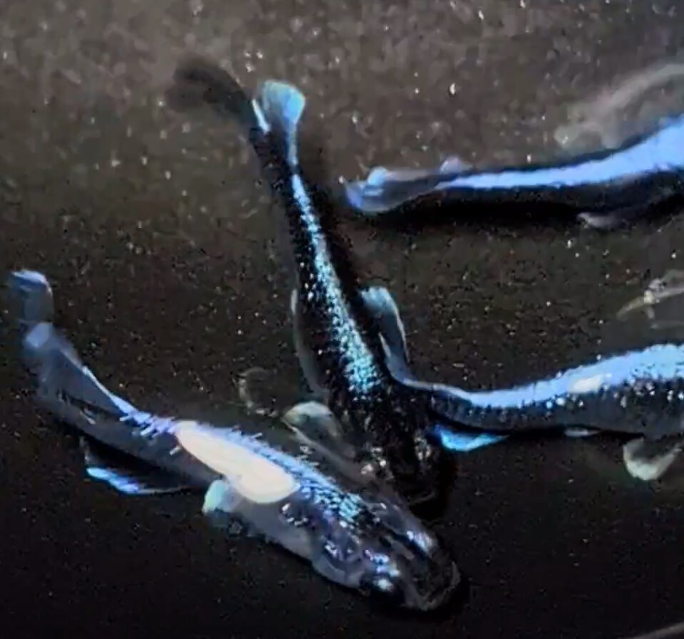 【シルク　めだか】《現物出品》幻想①　2ペア　　日本メダカばなし様直系_7