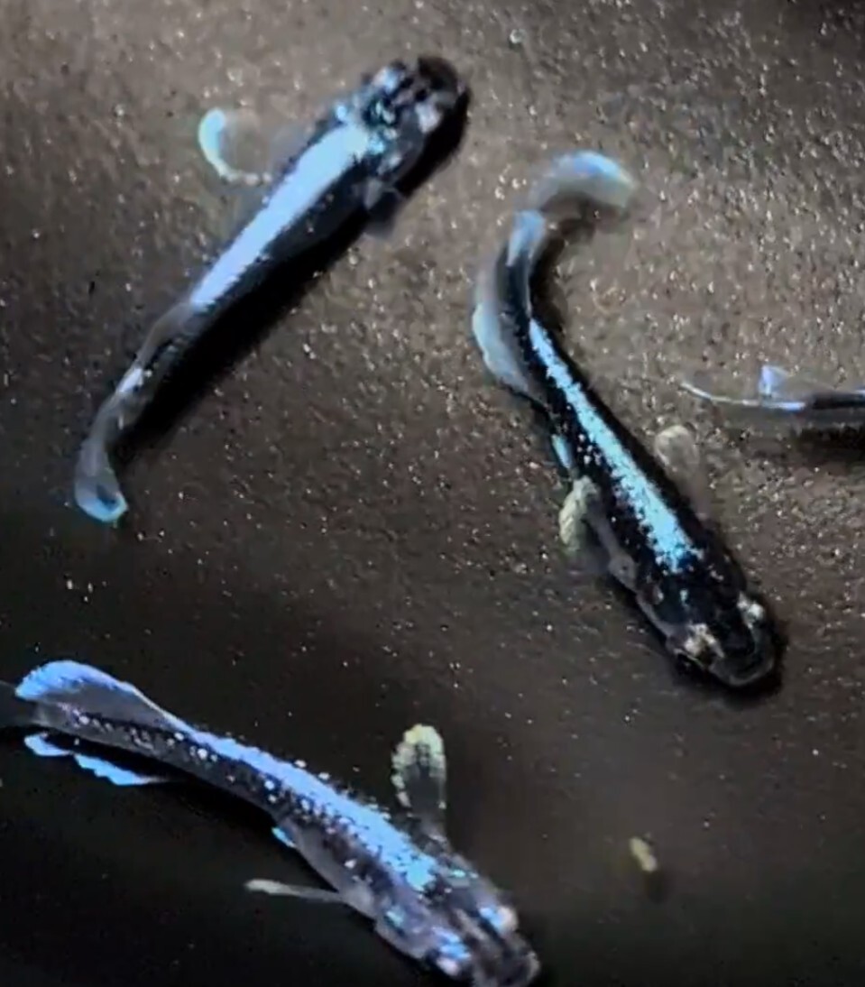 【シルク　めだか】《現物出品》幻想①　2ペア　　日本メダカばなし様直系_8