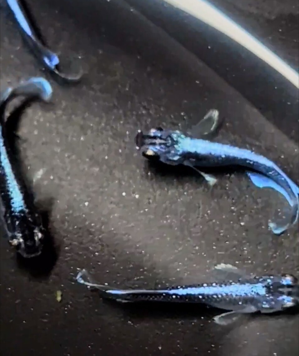 【シルク　めだか】《現物出品》幻想①　2ペア　　日本メダカばなし様直系_9