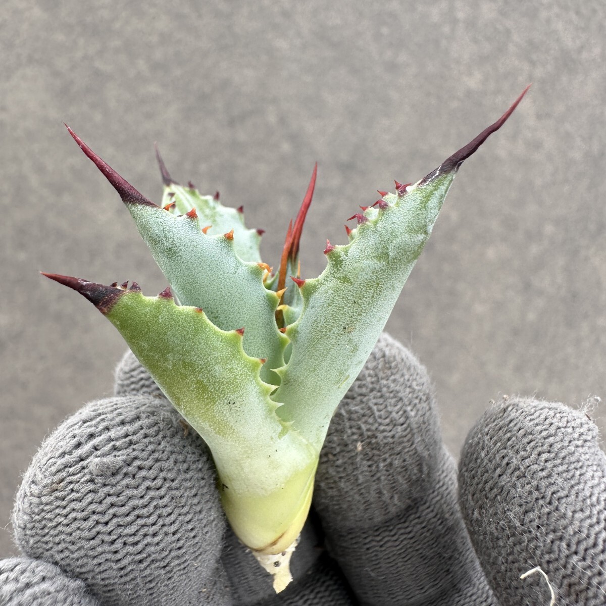 A47 多肉植物 アガベ ハイブリッド 雷帝×妖炎 イシスメンシス