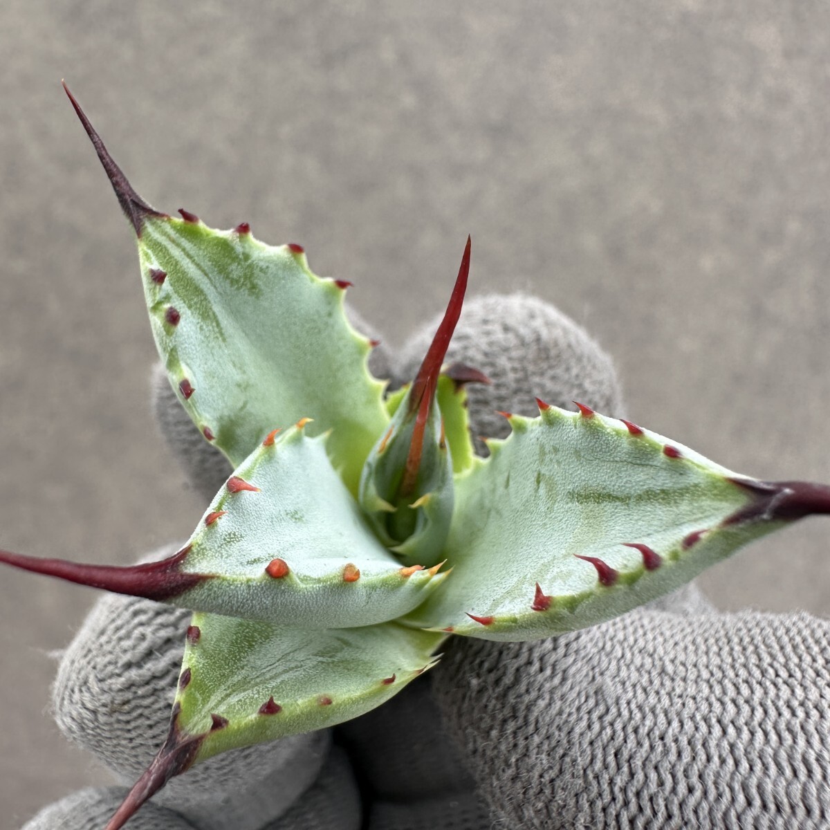 A47 多肉植物 アガベ ハイブリッド 雷帝×妖炎 イシスメンシス