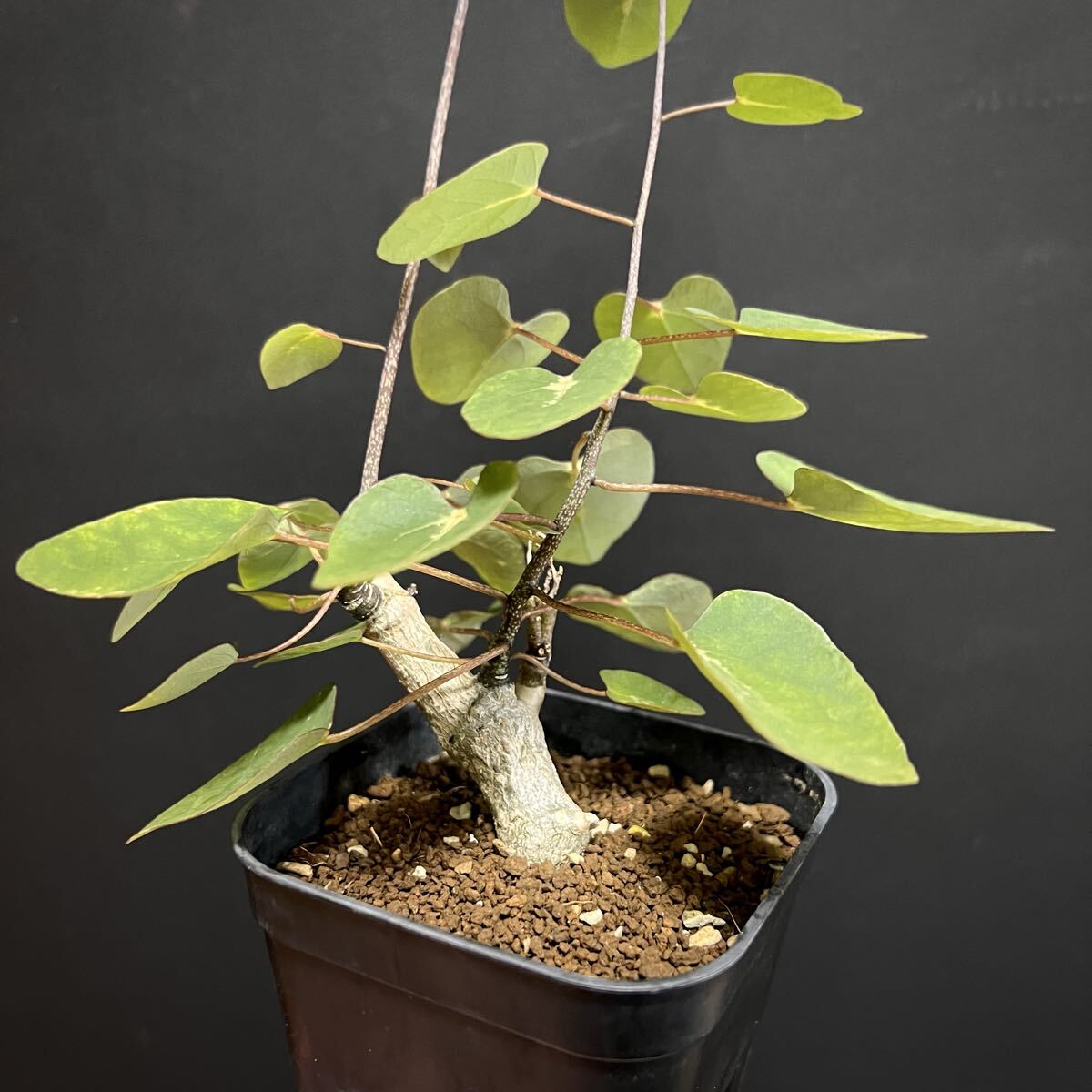 アデニア sp. 挿木 挿し木 Adenia yasp-400_1