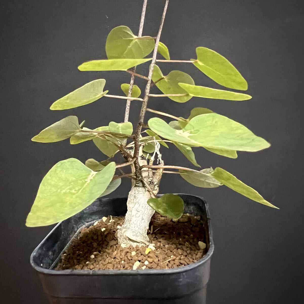 アデニア sp. 挿木 挿し木 Adenia yasp-400_2