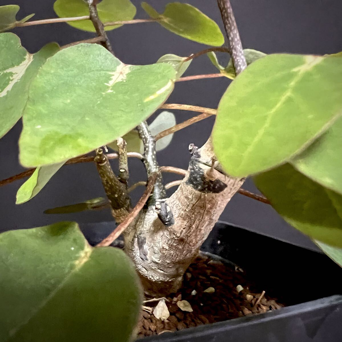 アデニア sp. 挿木 挿し木 Adenia yasp-400_4