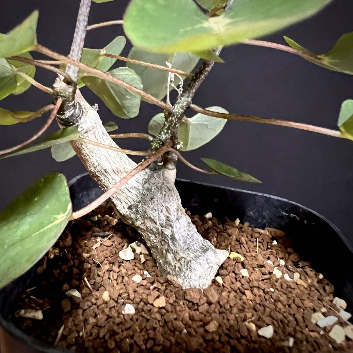 アデニア sp. 挿木 挿し木 Adenia yasp-400_5