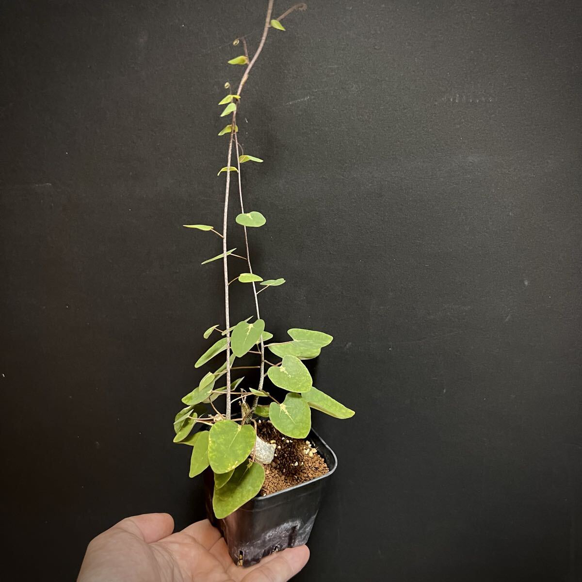 アデニア sp. 挿木 挿し木 Adenia yasp-400_6