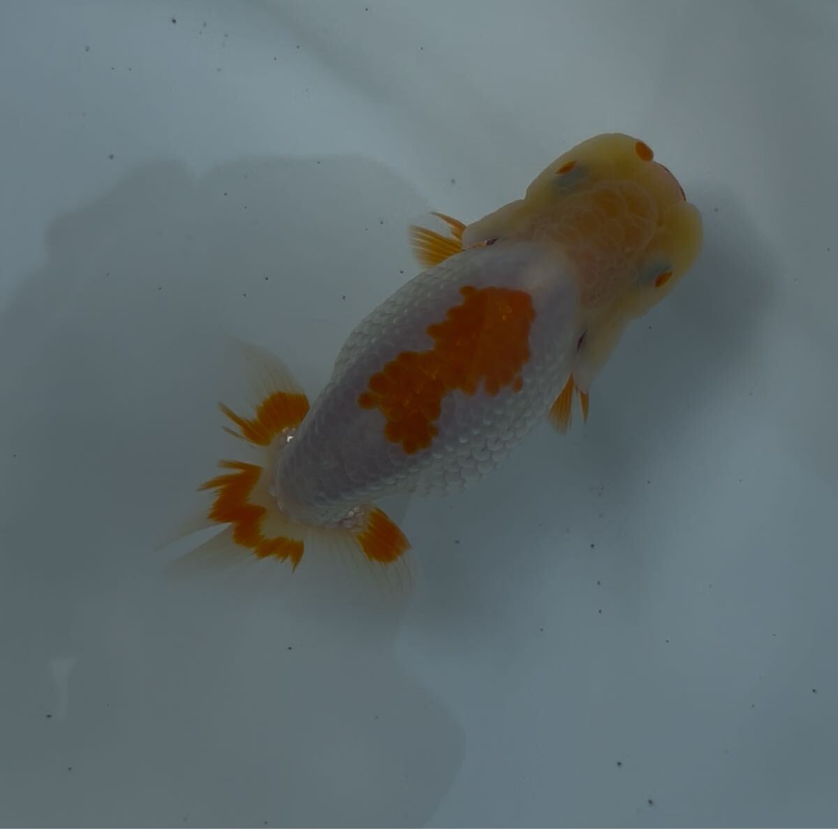 510らんちゅう当歳魚②_2