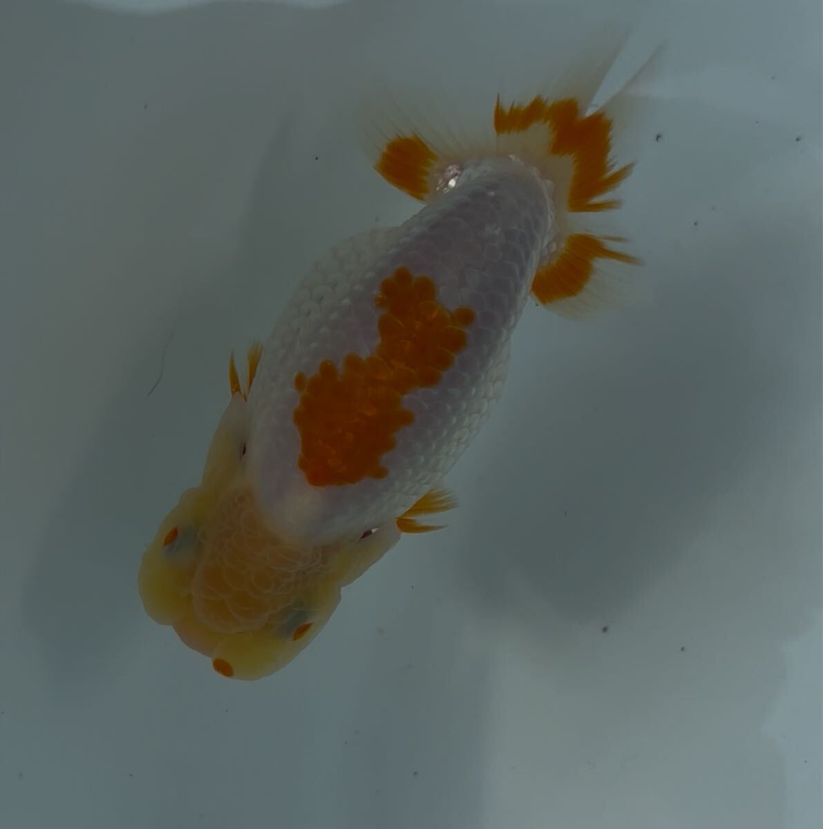 510らんちゅう当歳魚②_3