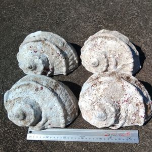 夜光貝 貝殻の値段と価格推移は？｜6件の売買データから夜光貝 貝殻の