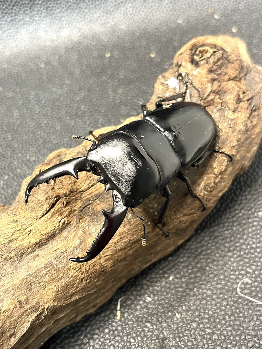 ツシマヒラタ【1♂ 2♀】_1