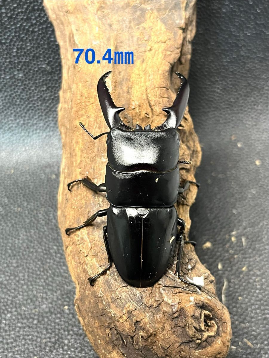 ツシマヒラタ【1♂ 2♀】_2