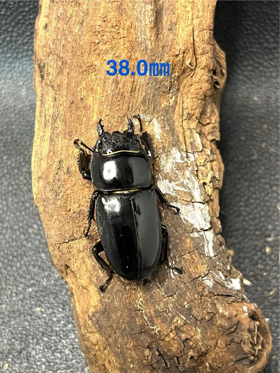 ツシマヒラタ【1♂ 2♀】_4