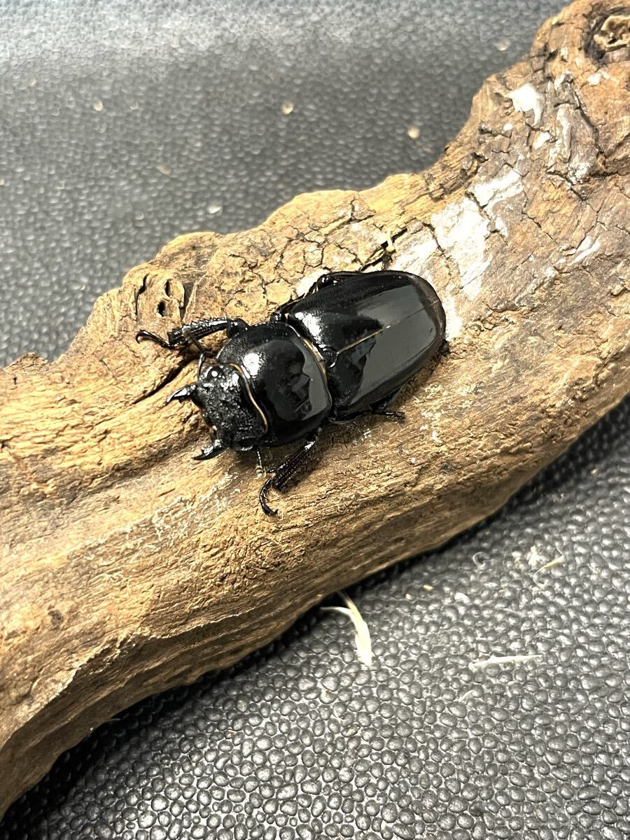 ツシマヒラタ【1♂ 2♀】_5