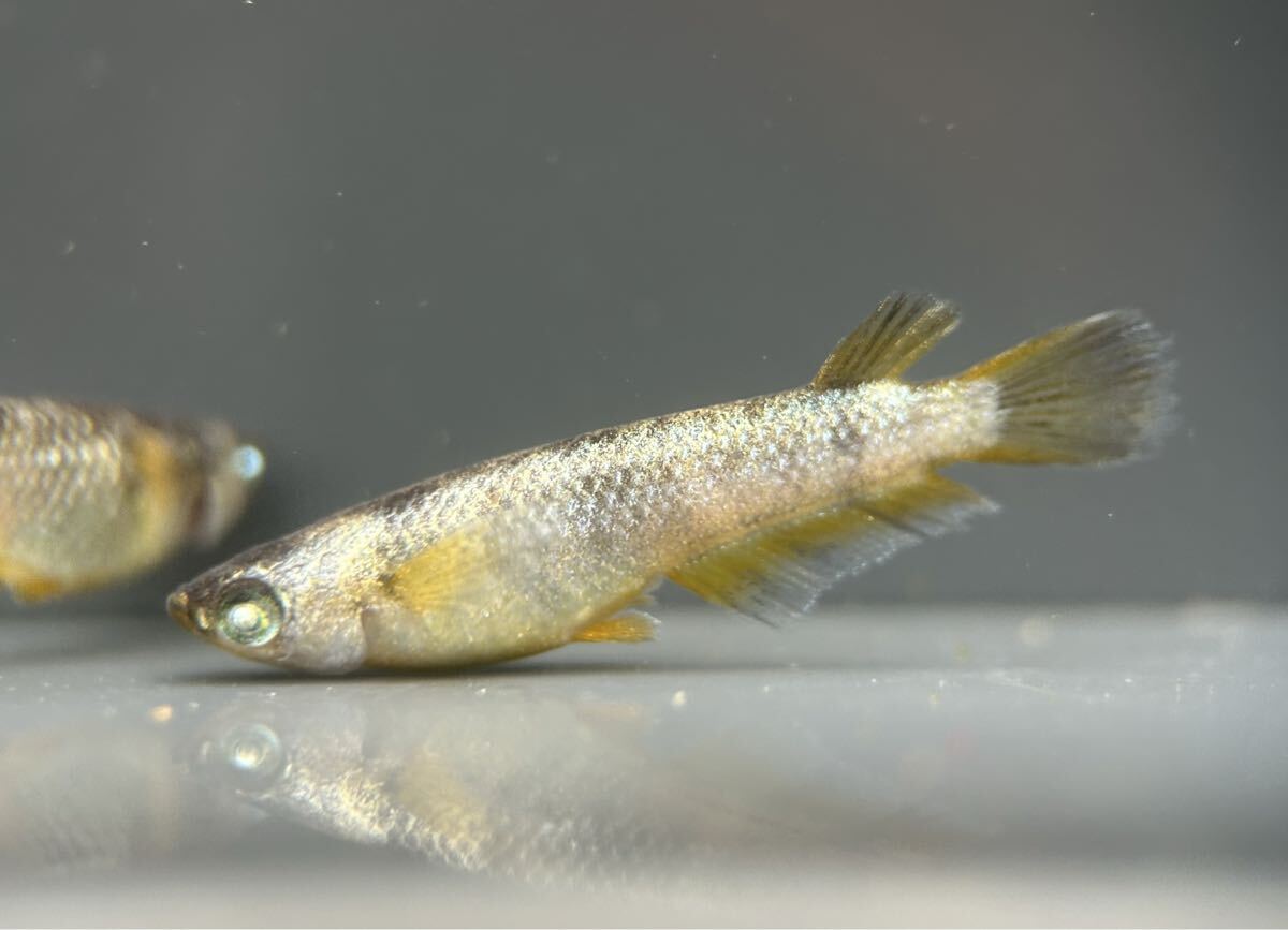 金箔和墨】1ペア メダカ めだか ギララ キララ 和墨星ラメ 和墨白銀 