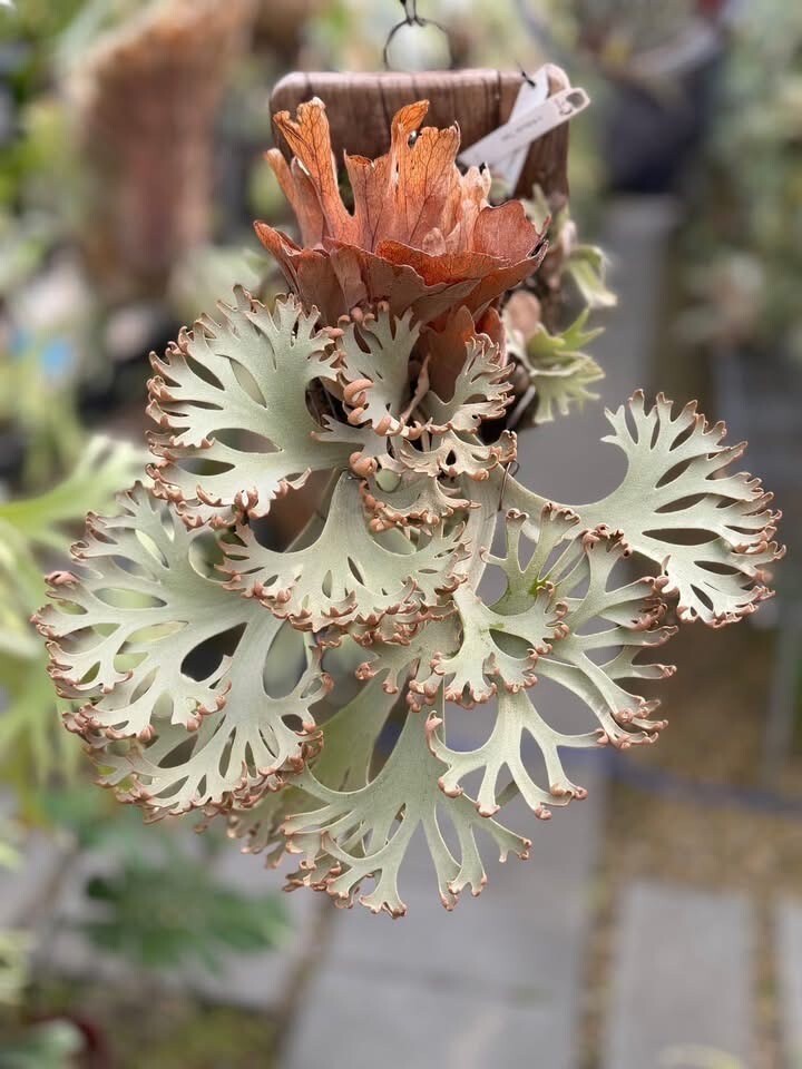 A83 P.Willinckii 'Tiara' sporeling HHR 黄さんのサイン入りタグ レア