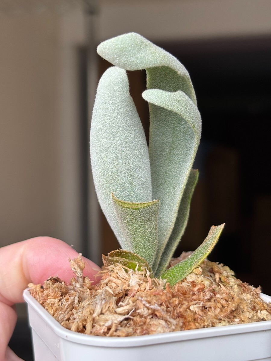 A83 P.Willinckii 'Tiara' sporeling HHR 黄さんのサイン入りタグ レア