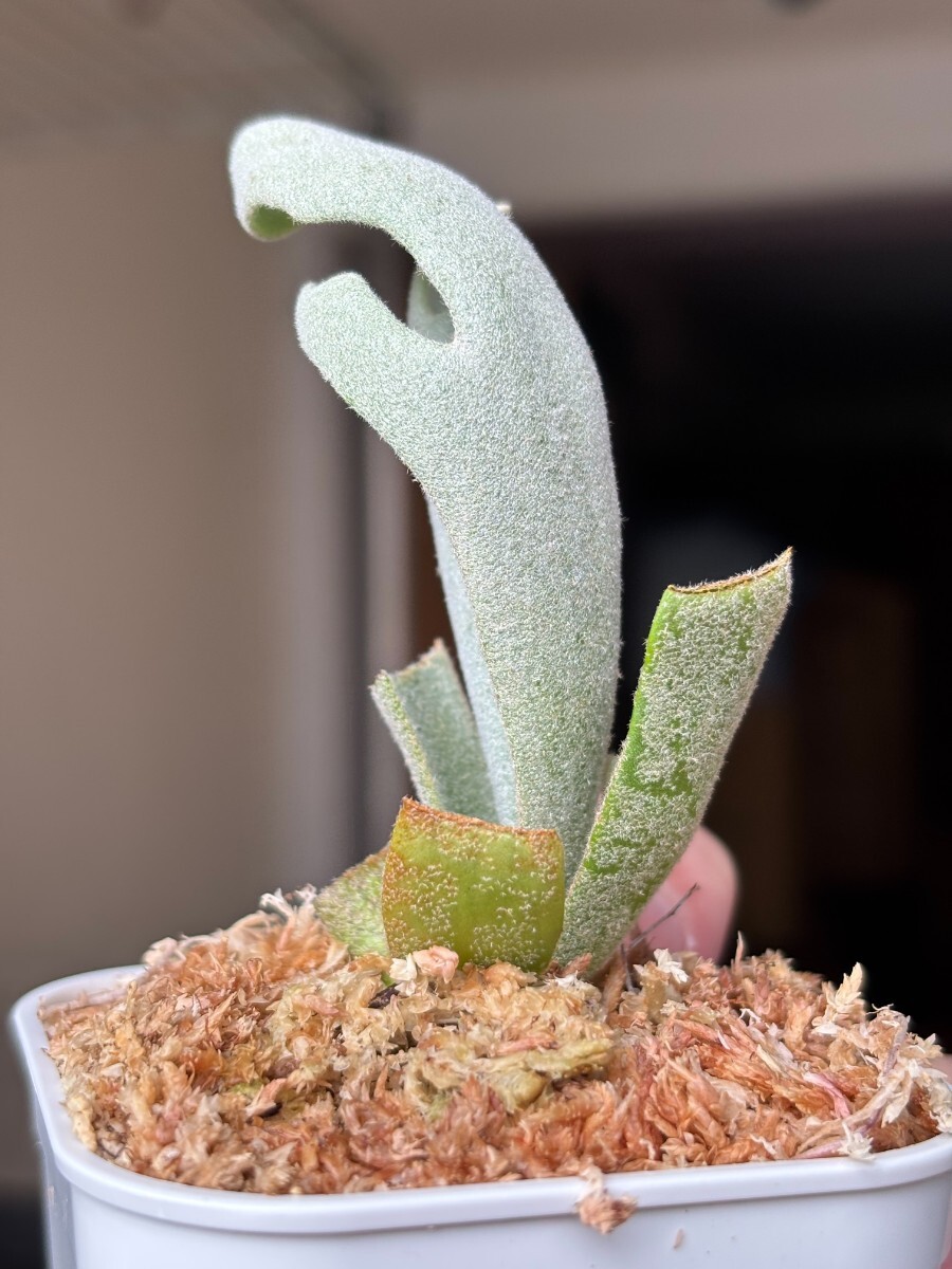 ビカクシダ P.Willinckii Tiara spore 04 A83 P.Willinckii 'Tiara' sporeling HHR 黄さんのサイン入りタグ レア