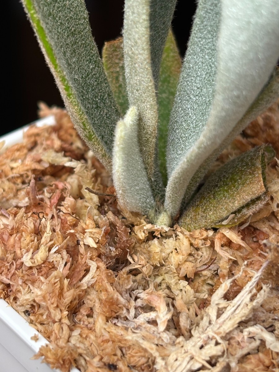 A83 P.Willinckii 'Tiara' sporeling HHR 黄さんのサイン入りタグ レア