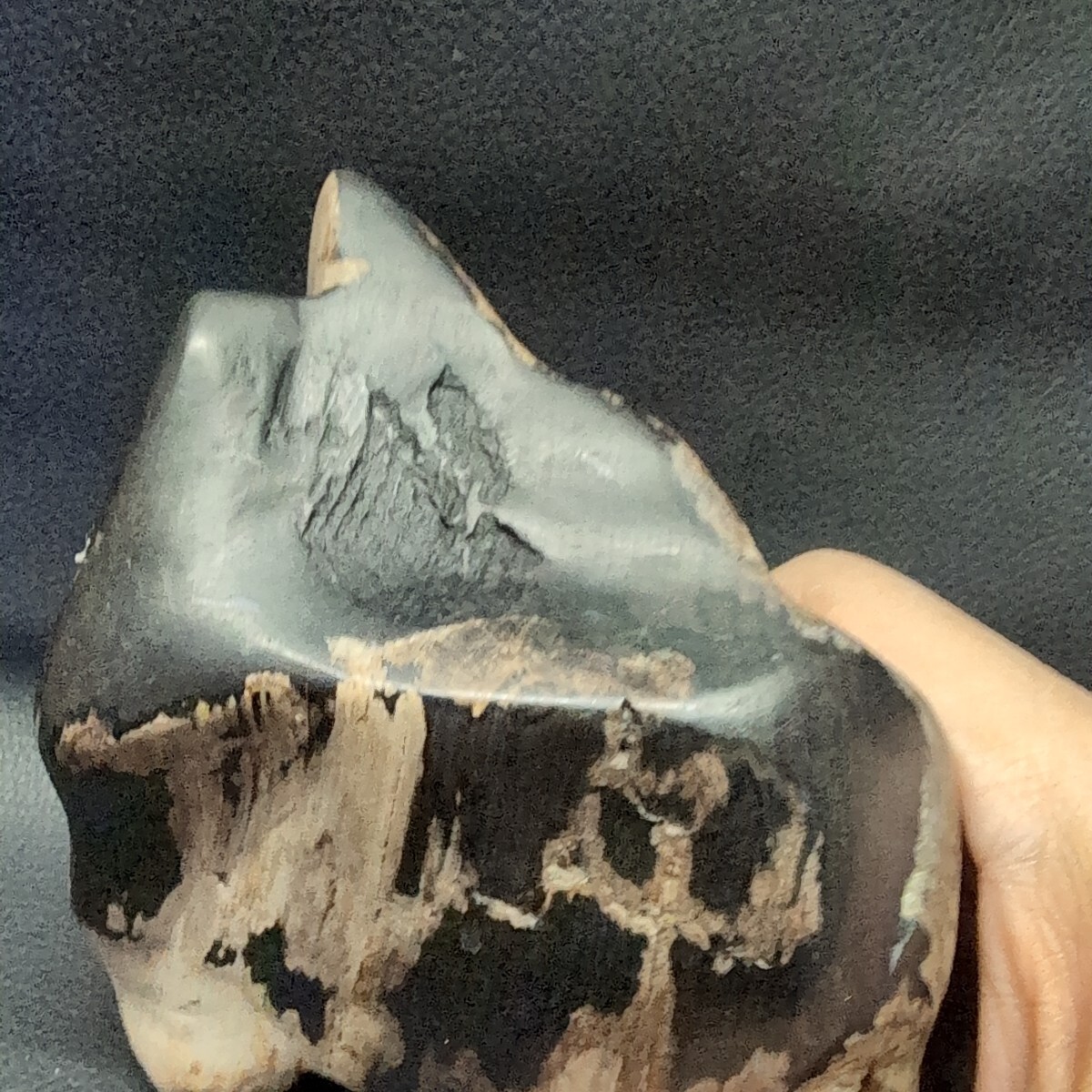 北海道 下川産 木石 珪化木 台座無し 木化石 鑑賞石 自然石 化石 約