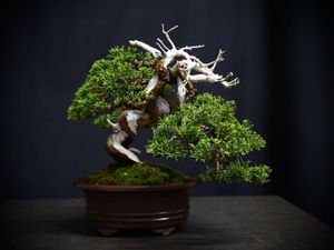 盆栽 真柏のYahoo!オークション(旧ヤフオク!)の相場・価格を見る