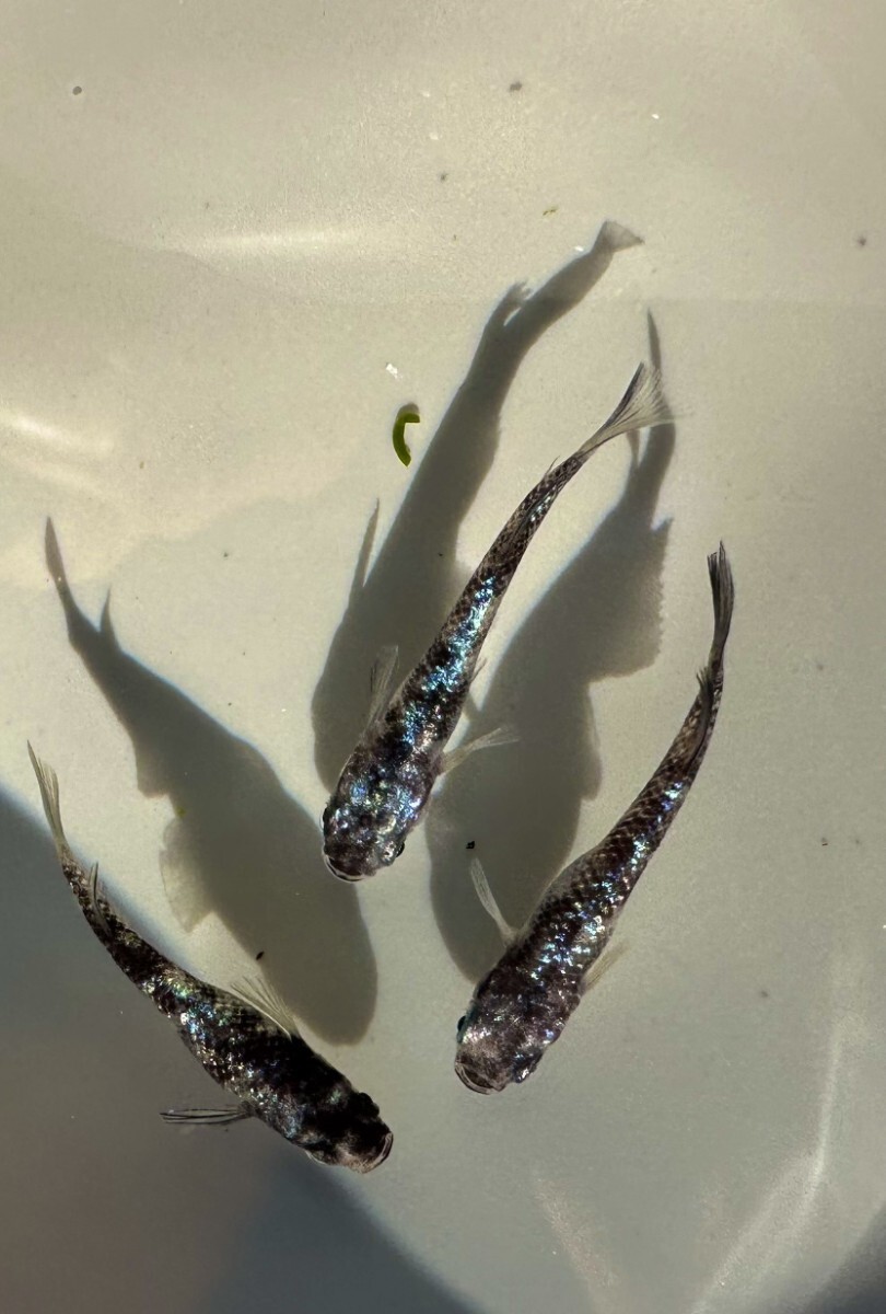 銀酒】 極上若魚 1P＋雄 検)和墨星ラメ 和墨白銀三色 メダカ リアル 