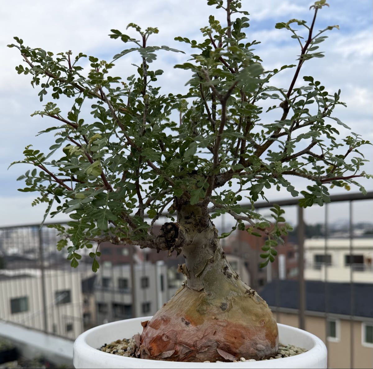 現地球】パキコルムス・ディスカラー（Pachycormus discolor）象の木