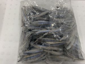 キビナゴ 12キロ バラ冷凍！！　冷凍餌　1キロパック　/　　餌　ジギング　冷凍餌　エギ