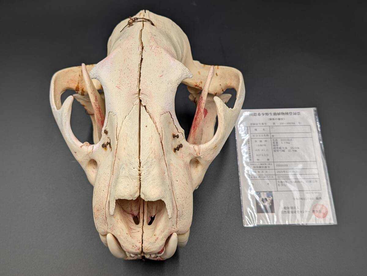 頭骨 虎 トラ 本物 □剥製 美術品 置物 国際希少野生動物登録証有(科学