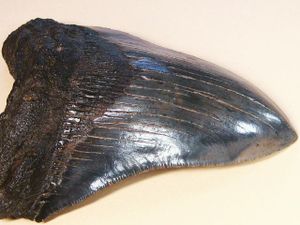 メガロドンの歯の値段と価格推移は？｜2件の売買データからメガロドン