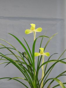 春蘭 日本春蘭のYahoo!オークション(旧ヤフオク!)の相場・価格を見る