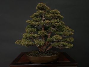 盆栽 真柏のYahoo!オークション(旧ヤフオク!)の相場・価格を見る