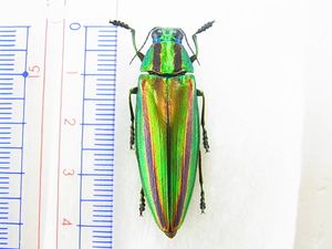 ヤマトタマムシの値段と価格推移は？｜12件の売買データからヤマト