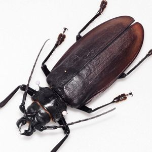 ウスバカミキリの値段と価格推移は？｜75件の売買データからウスバ