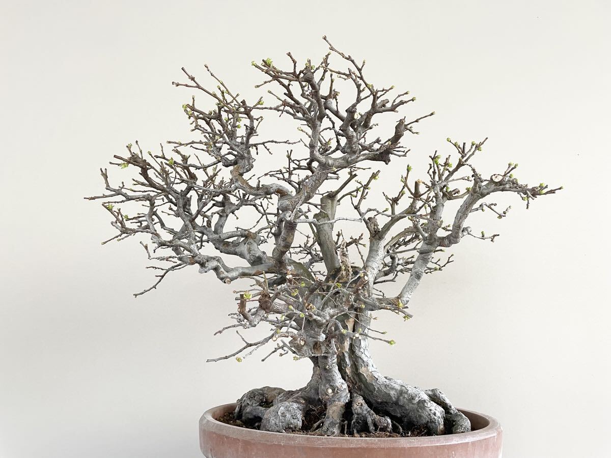 太幹 花梨 カリン 中品盆栽 素材 観葉植物黒松赤松糸魚川真柏五葉松(松