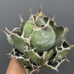アガベ 多肉植物の値段と価格推移は？｜13384件の売買データからアガベ