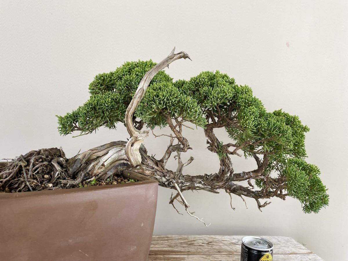 真柏 半懸崖 シンパク 中品盆栽 素材 観葉植物黒松赤松糸魚川真柏