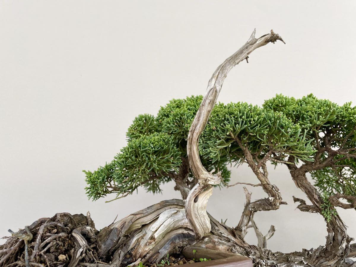 真柏 半懸崖 シンパク 中品盆栽 素材 観葉植物黒松赤松糸魚川真柏