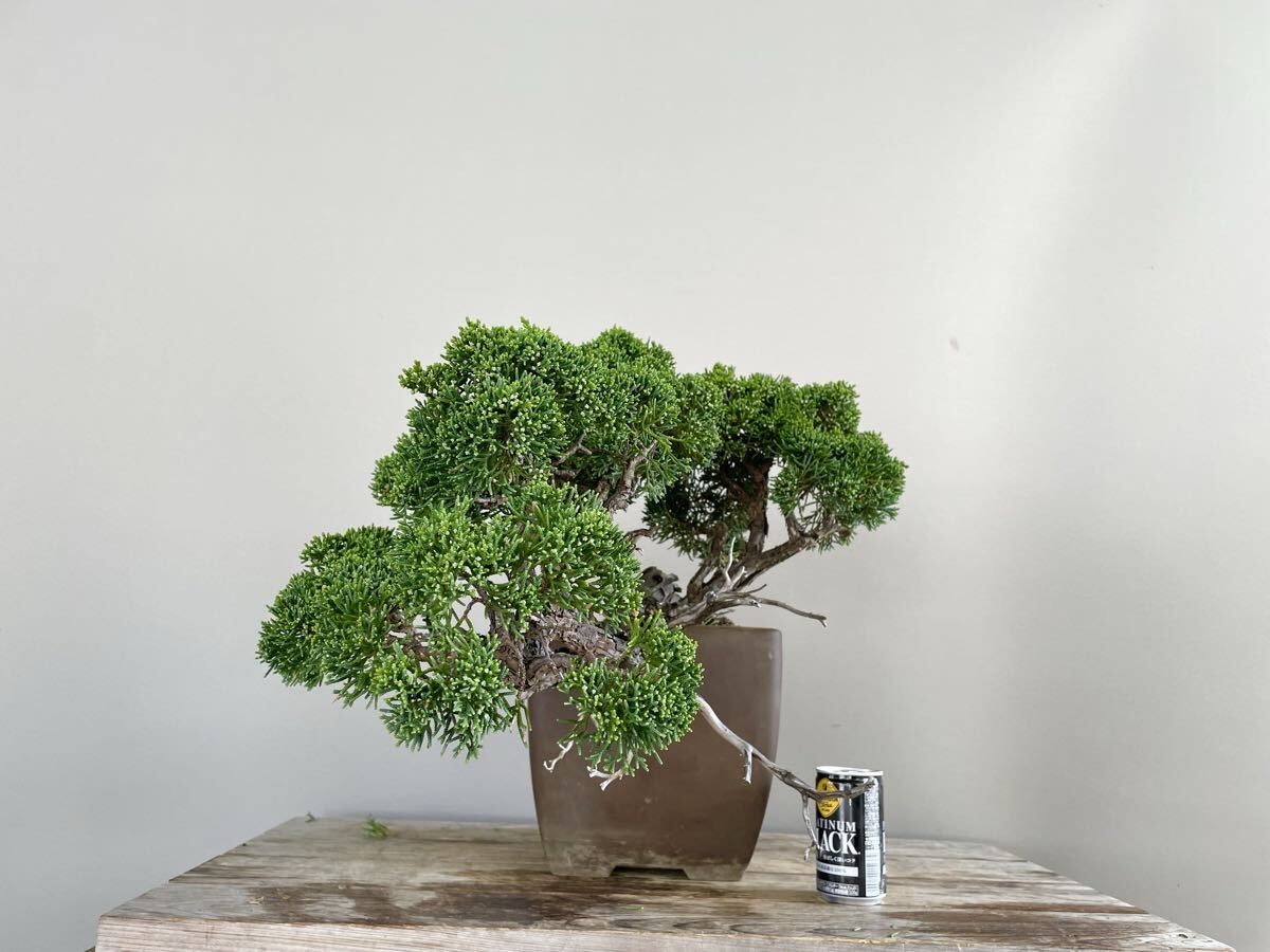 真柏 半懸崖 シンパク 中品盆栽 素材 観葉植物黒松赤松糸魚川真柏