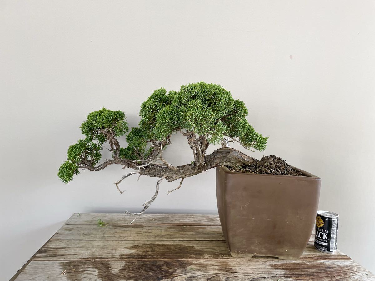真柏 半懸崖 シンパク 中品盆栽 素材 観葉植物黒松赤松糸魚川真柏