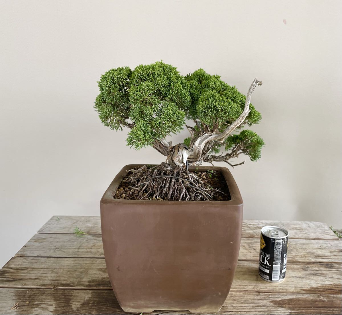 真柏 半懸崖 シンパク 中品盆栽 素材 観葉植物黒松赤松糸魚川真柏